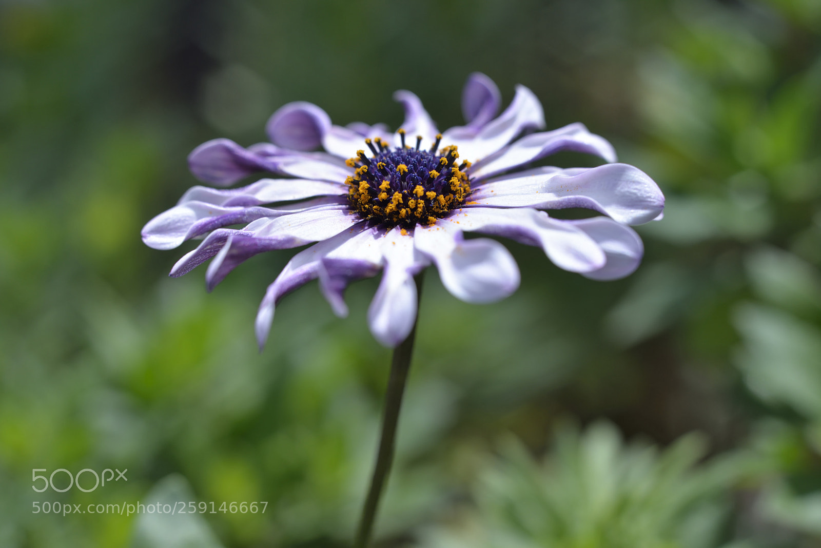 Nikon D610 sample photo. Flowers01 photography
