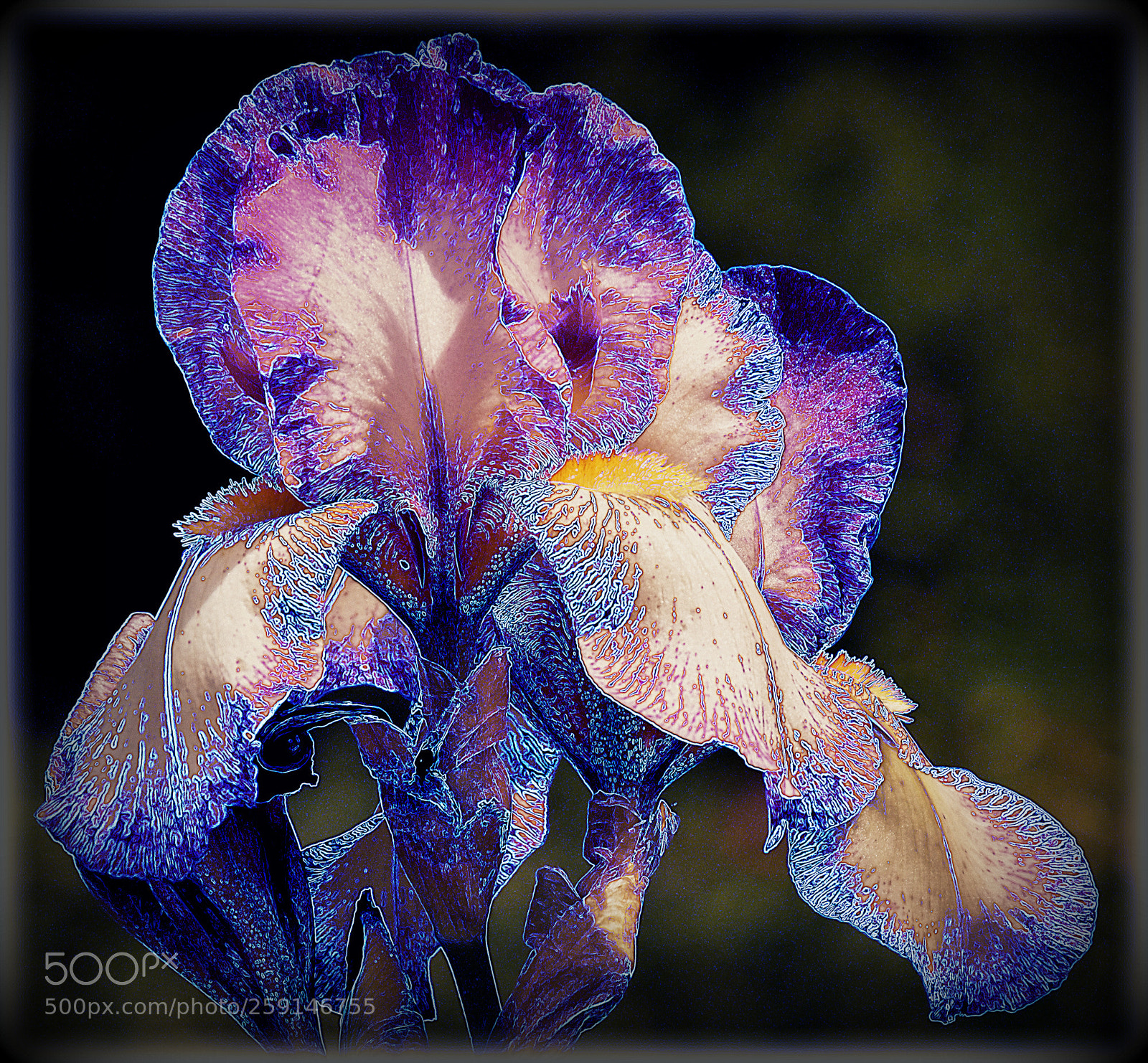 Nikon D7200 sample photo. "iris" photography