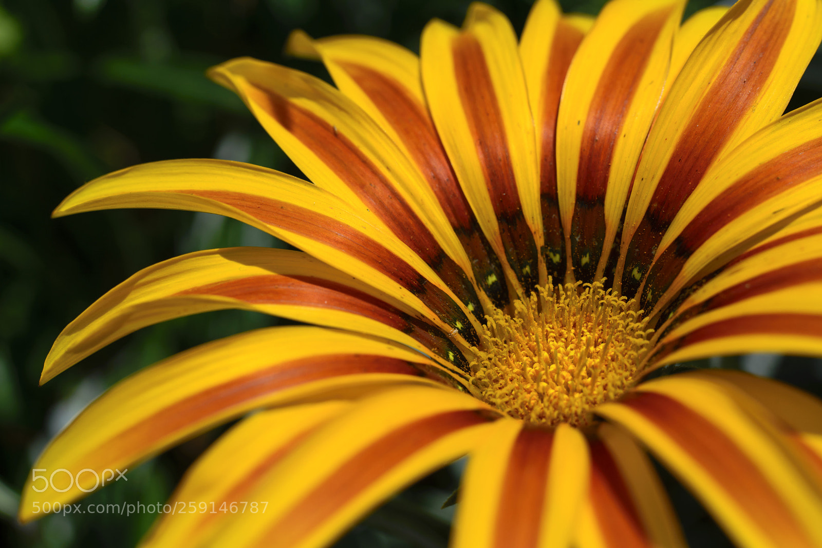 Nikon D610 sample photo. Flowers02 photography