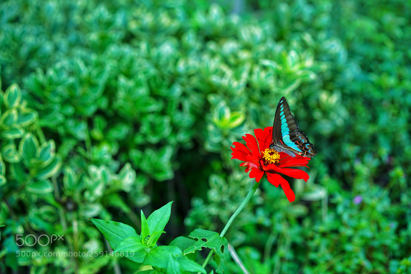 Sony a7R II sample photo. Untitled photography