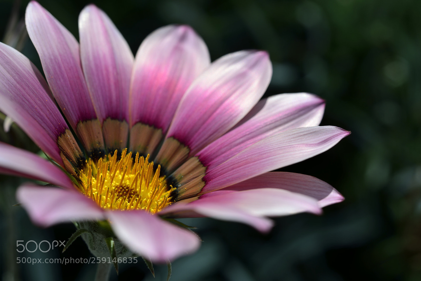 Nikon D610 sample photo. Flowers03 photography