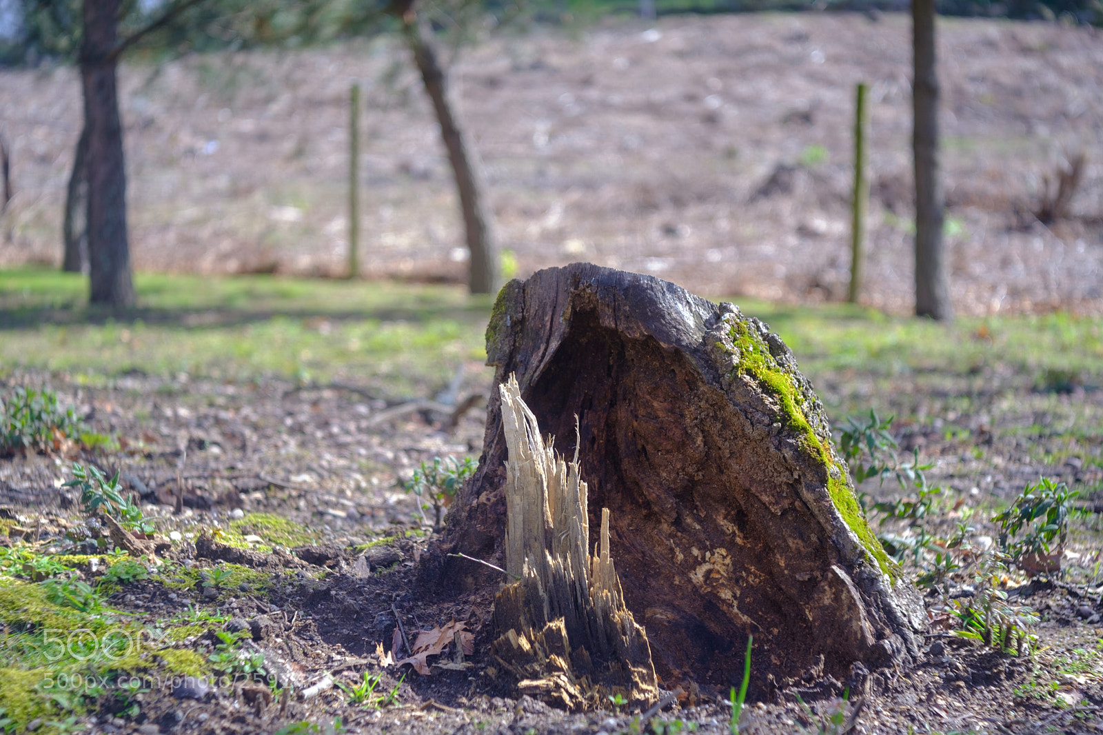 Fujifilm X-T20 sample photo. Life finds a way photography