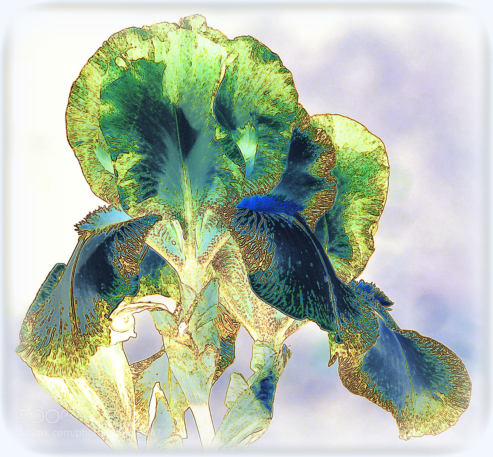 Nikon D7200 sample photo. "iris,;" photography