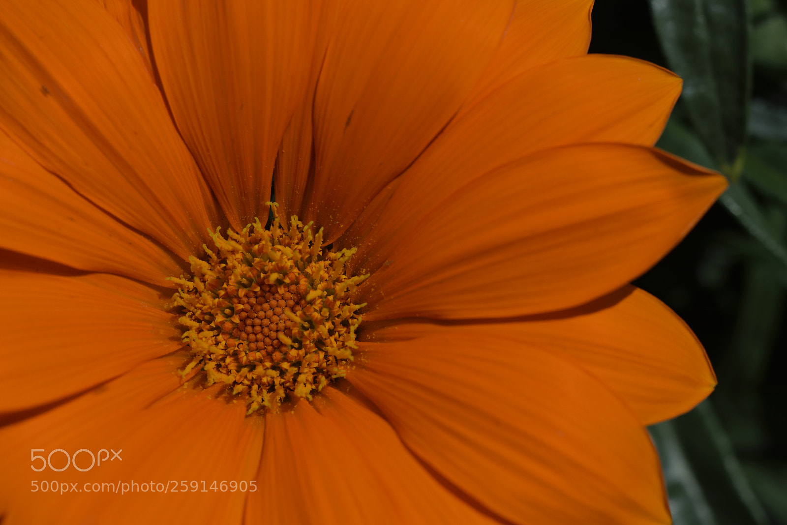 Nikon D610 sample photo. Flowers04 photography