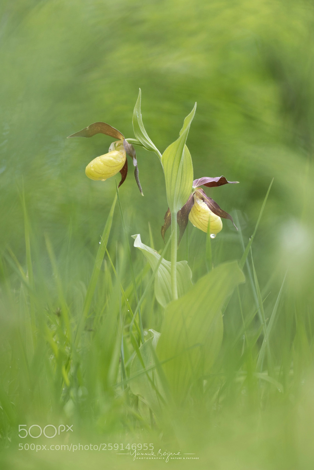 Canon EOS 6D Mark II sample photo. Sabot de venus, chartreuse photography