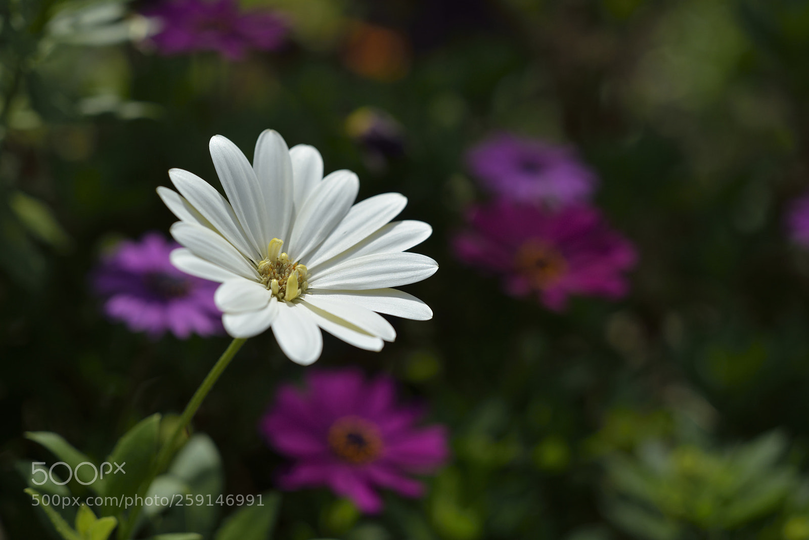 Nikon D610 sample photo. Flowers05 photography