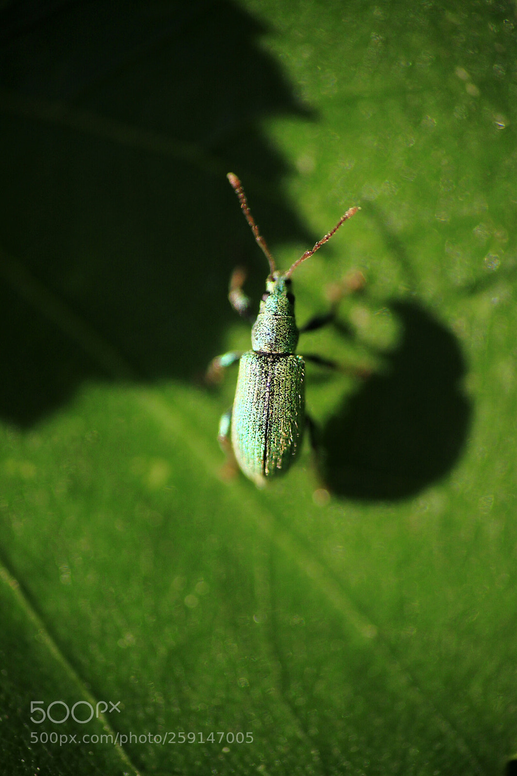 Canon EOS 500D (EOS Rebel T1i / EOS Kiss X3) sample photo. Insect shadow photography