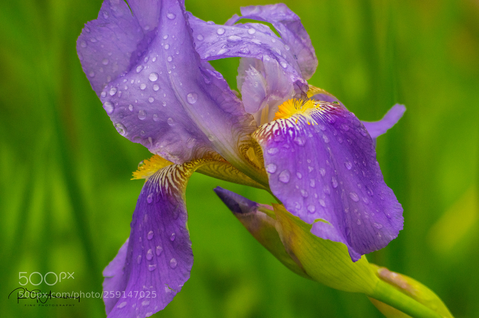 Pentax K-3 II sample photo. Rain dropped iris photography