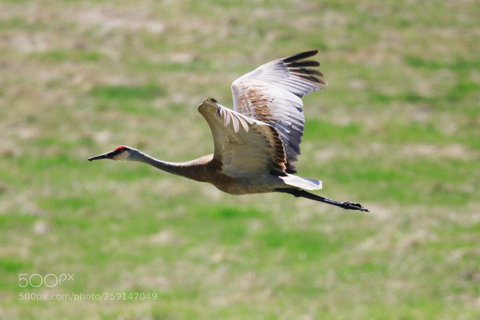 Canon EOS 80D sample photo. Sandhill crane in flight photography