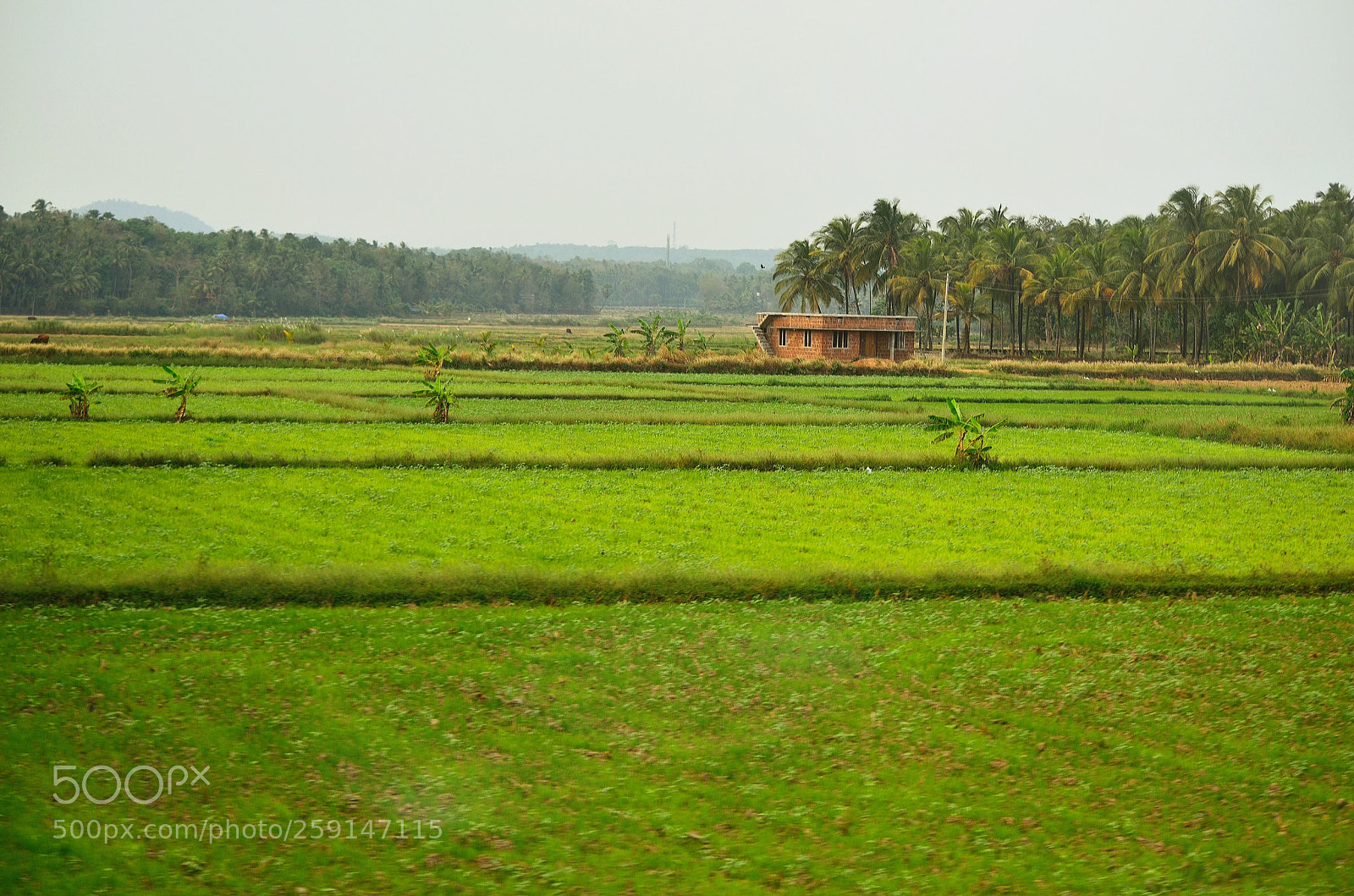 Nikon D5100 sample photo. Farmland photography