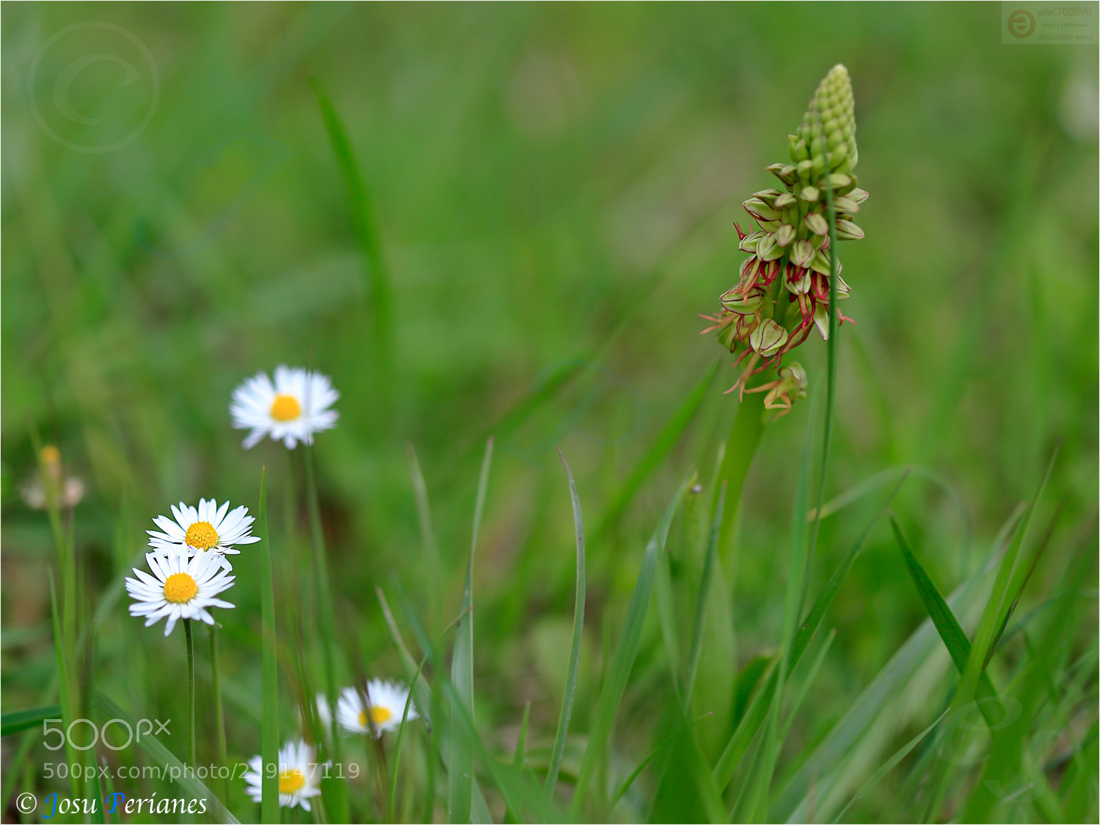 Canon EOS 5D Mark II sample photo. Aceras anthropophorum photography