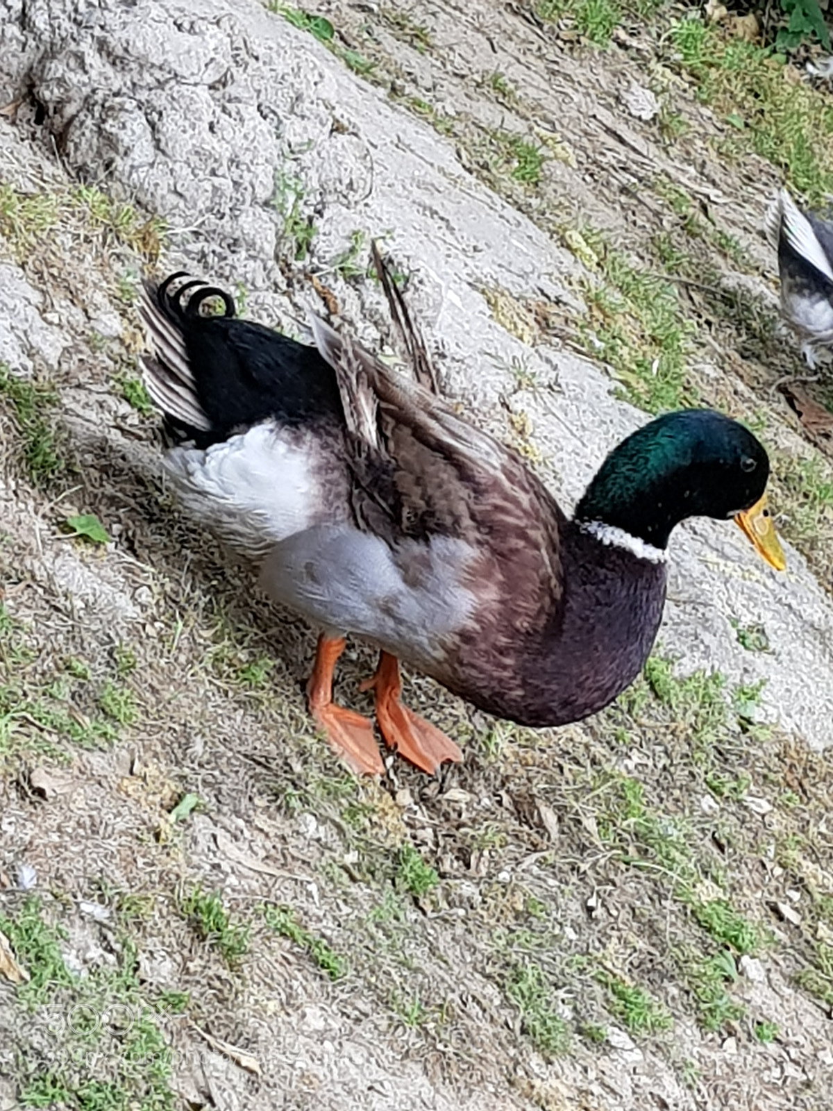 Samsung Galaxy S8+ sample photo. Untitled photography