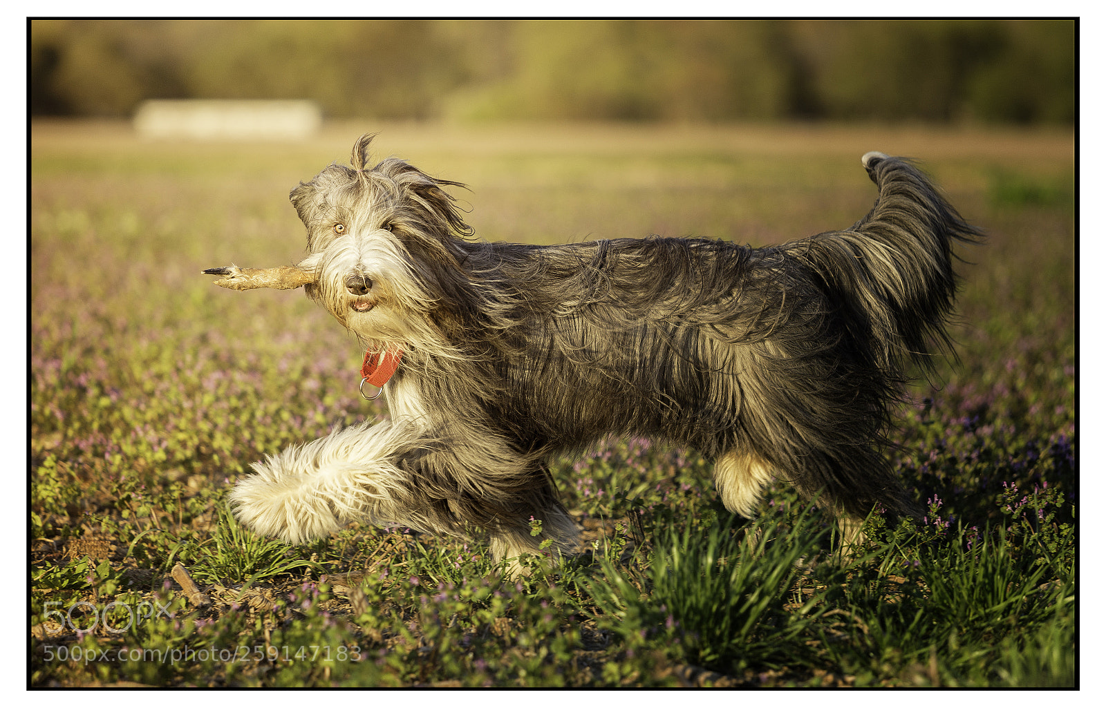 Canon EOS 6D sample photo. Mg 7841-wild thing you photography