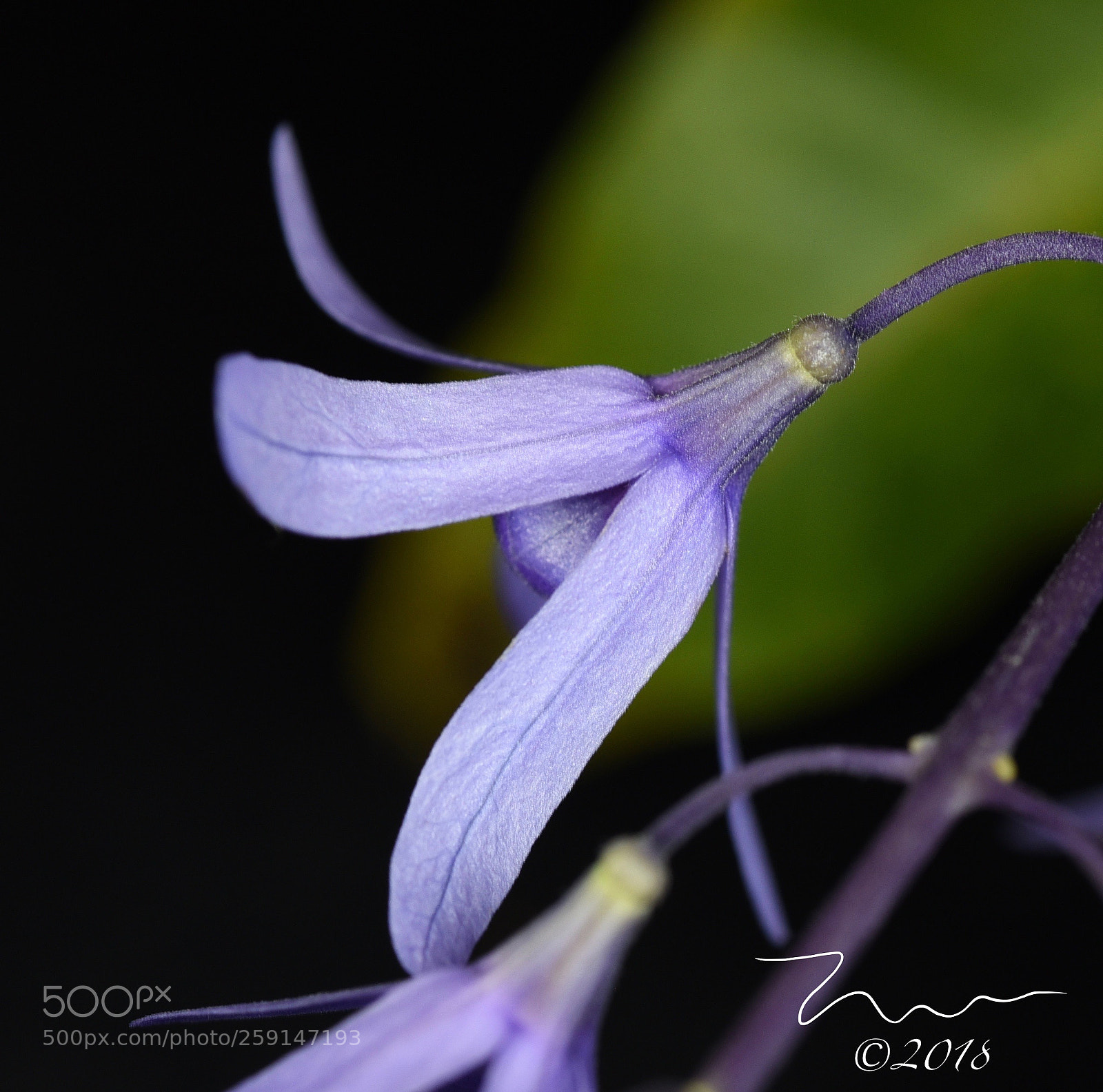 Nikon D750 sample photo. Sandpaper vine flower photography