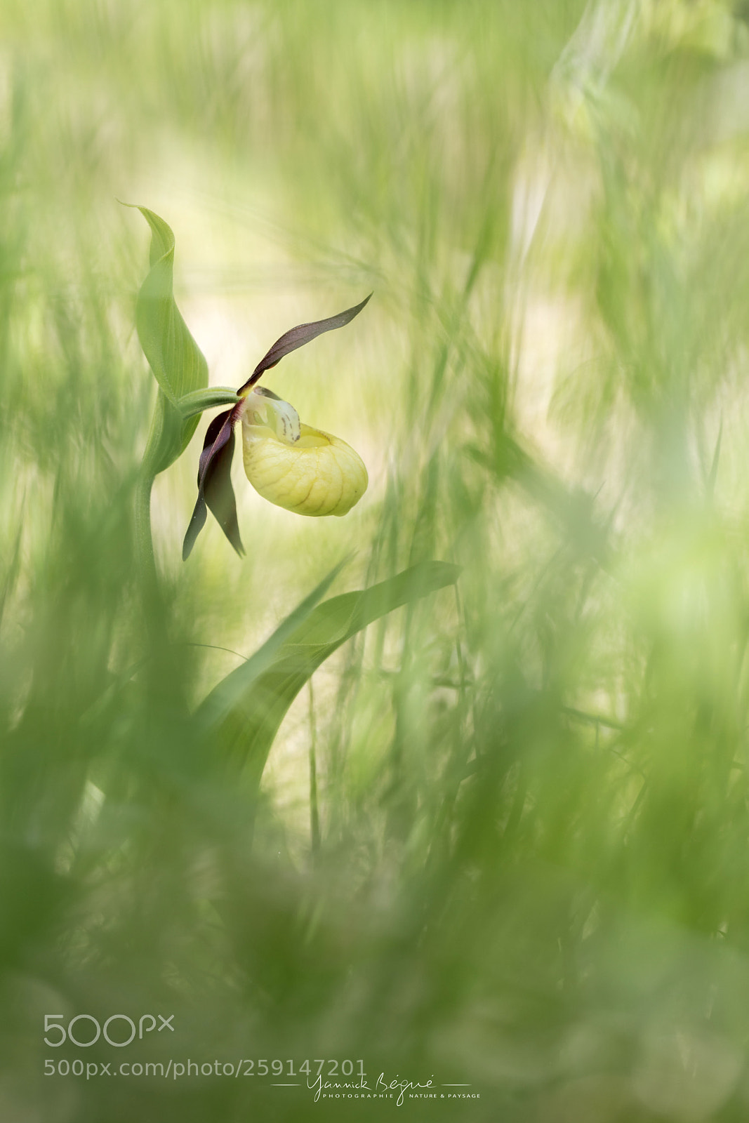 Canon EOS 6D Mark II sample photo. Sabot de venus, chartreuse photography