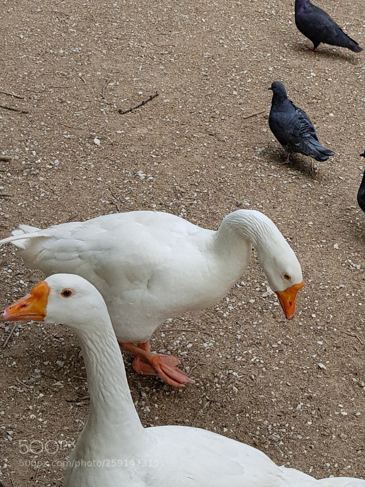 Samsung Galaxy S8+ sample photo. Untitled photography