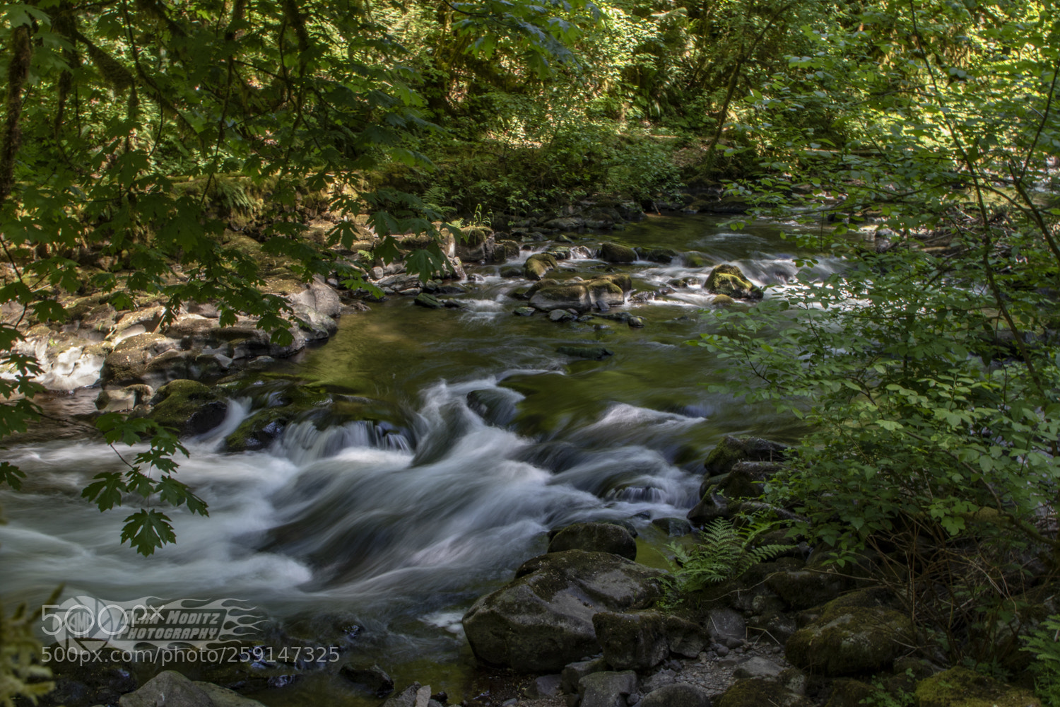 Canon EOS 7D Mark II sample photo. Cedar creek photography