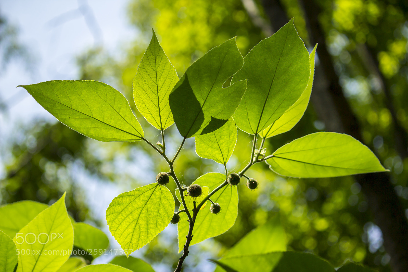 Canon EOS 600D (Rebel EOS T3i / EOS Kiss X5) sample photo. The shadow of leaves photography