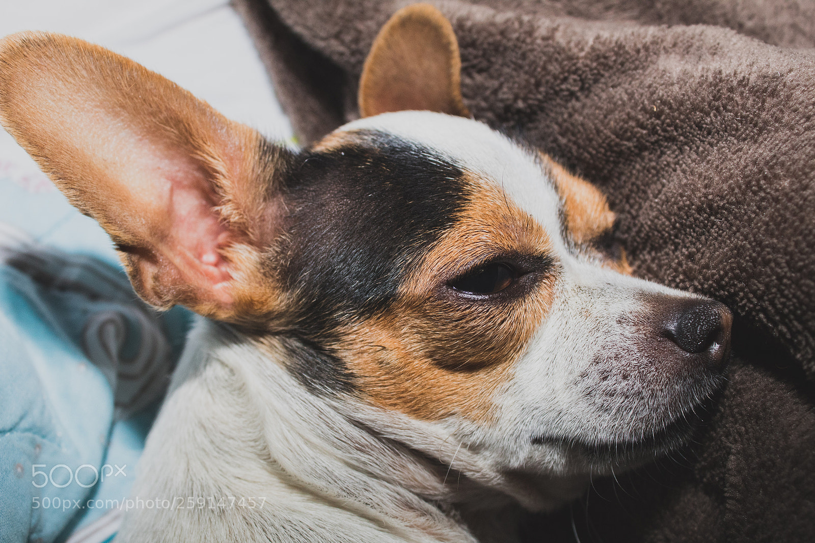Canon EOS 1300D (EOS Rebel T6 / EOS Kiss X80) sample photo. Jade cochilando photography