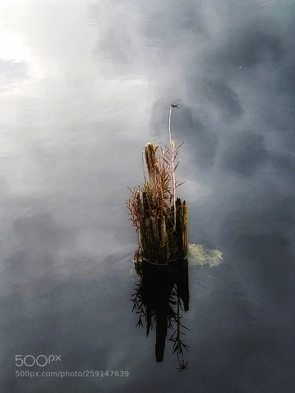 Samsung Galaxy S9+ sample photo. Untitled photography