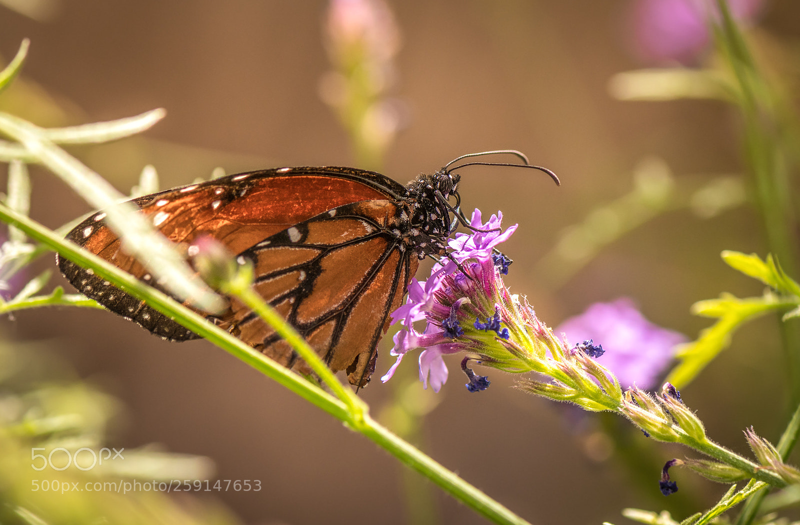 Nikon D500 sample photo. Monarch photography
