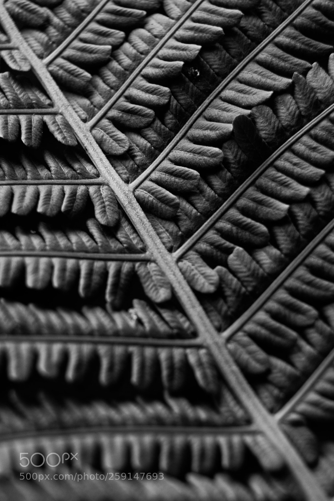 Fujifilm X-T2 sample photo. Fern photography