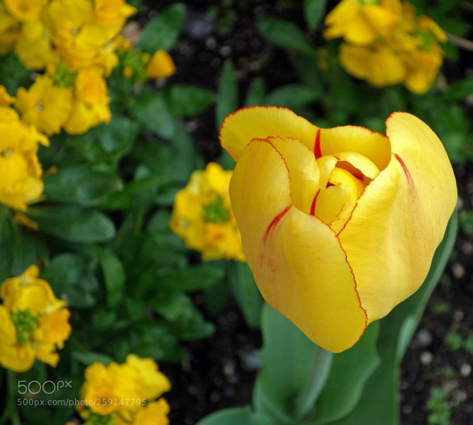 Sony Cyber-shot DSC-RX100 sample photo. Yellow tulip photography