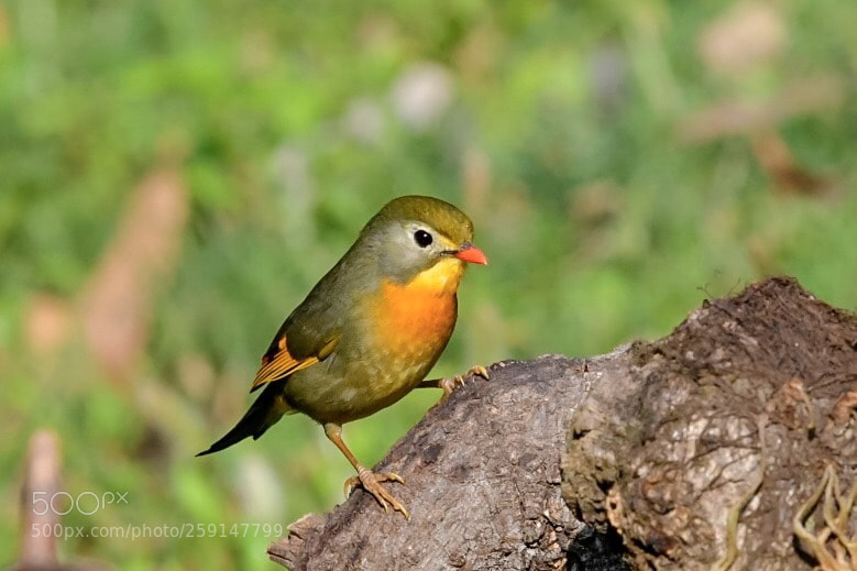 Nikon D500 sample photo. Perching on a strong photography