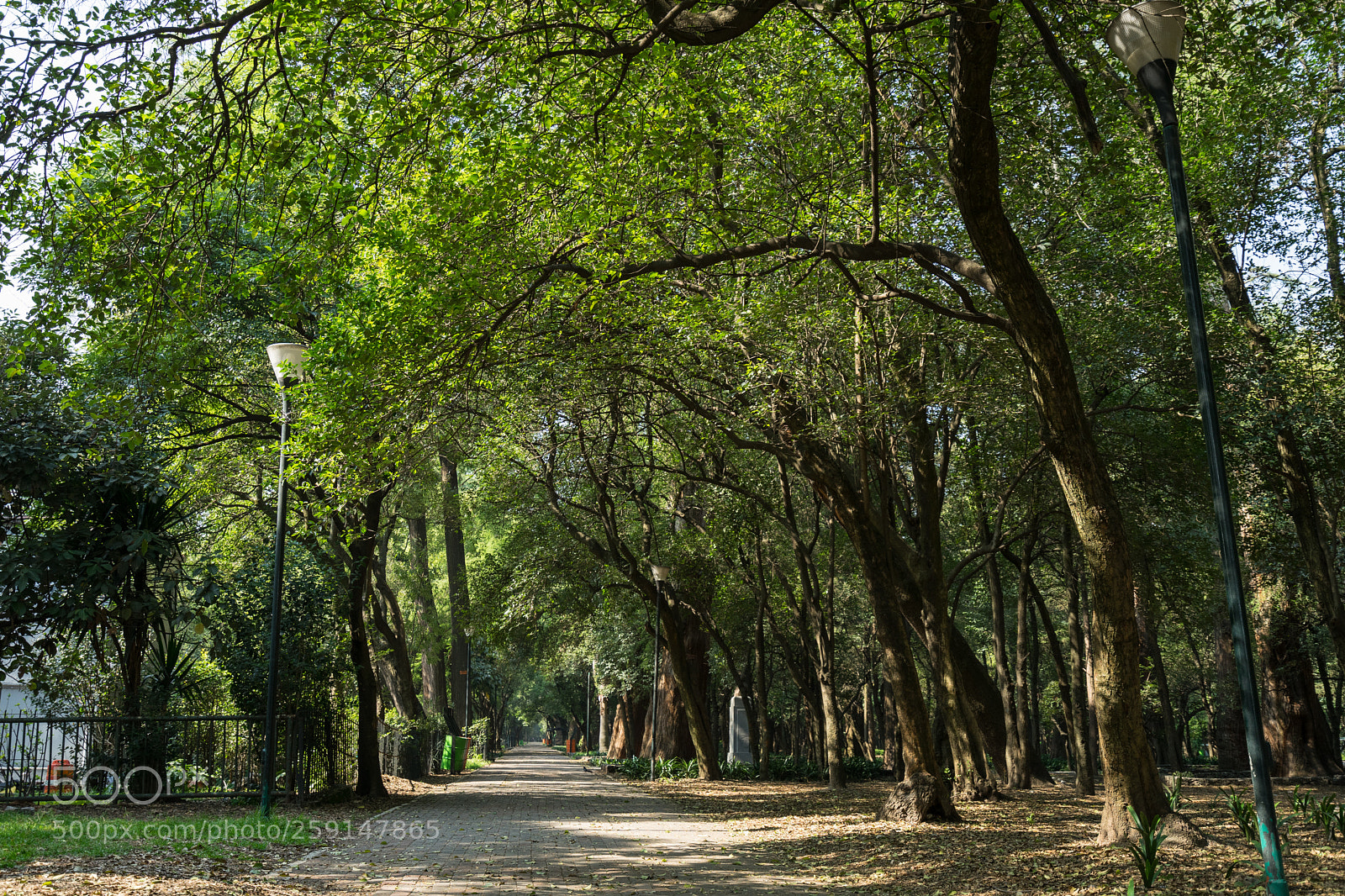 Sony a7 II sample photo. Trees pathway at chapultepec photography
