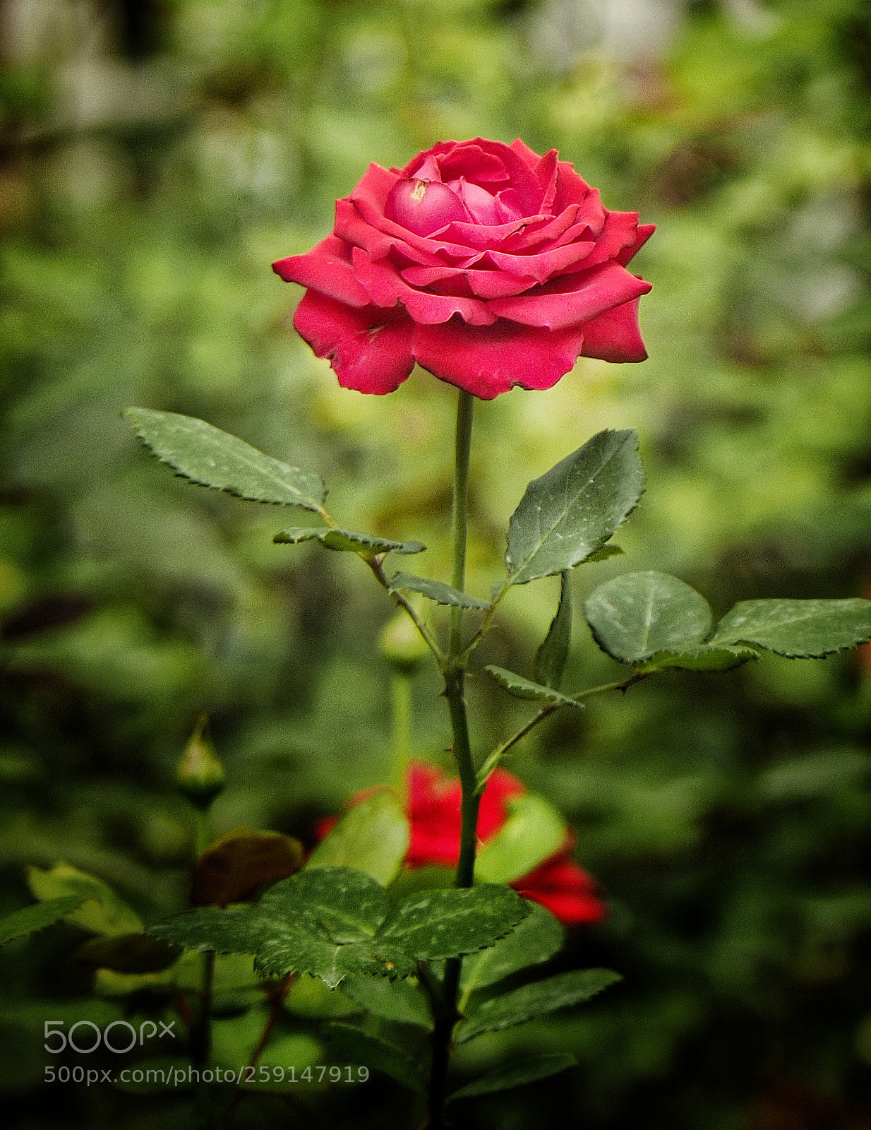Olympus OM-D E-M1 sample photo. Red rose photography