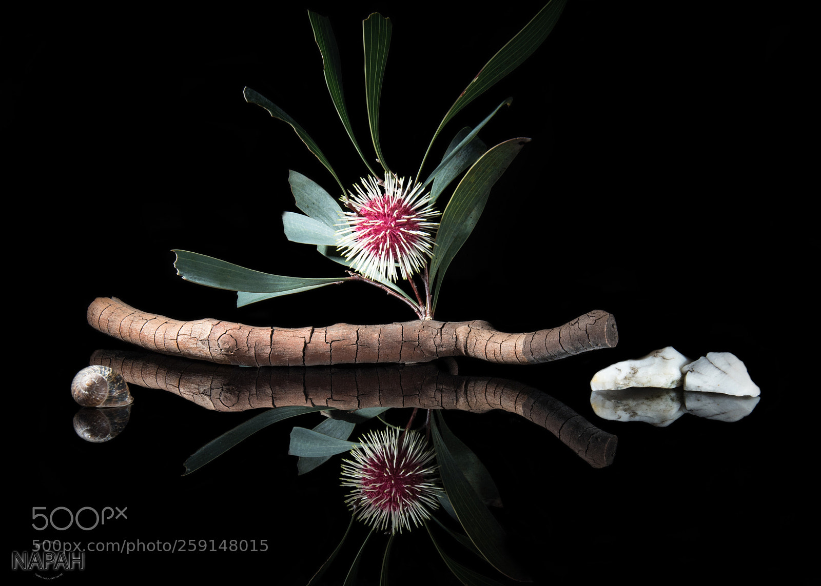 Nikon D750 sample photo. Pincushion hakea photography