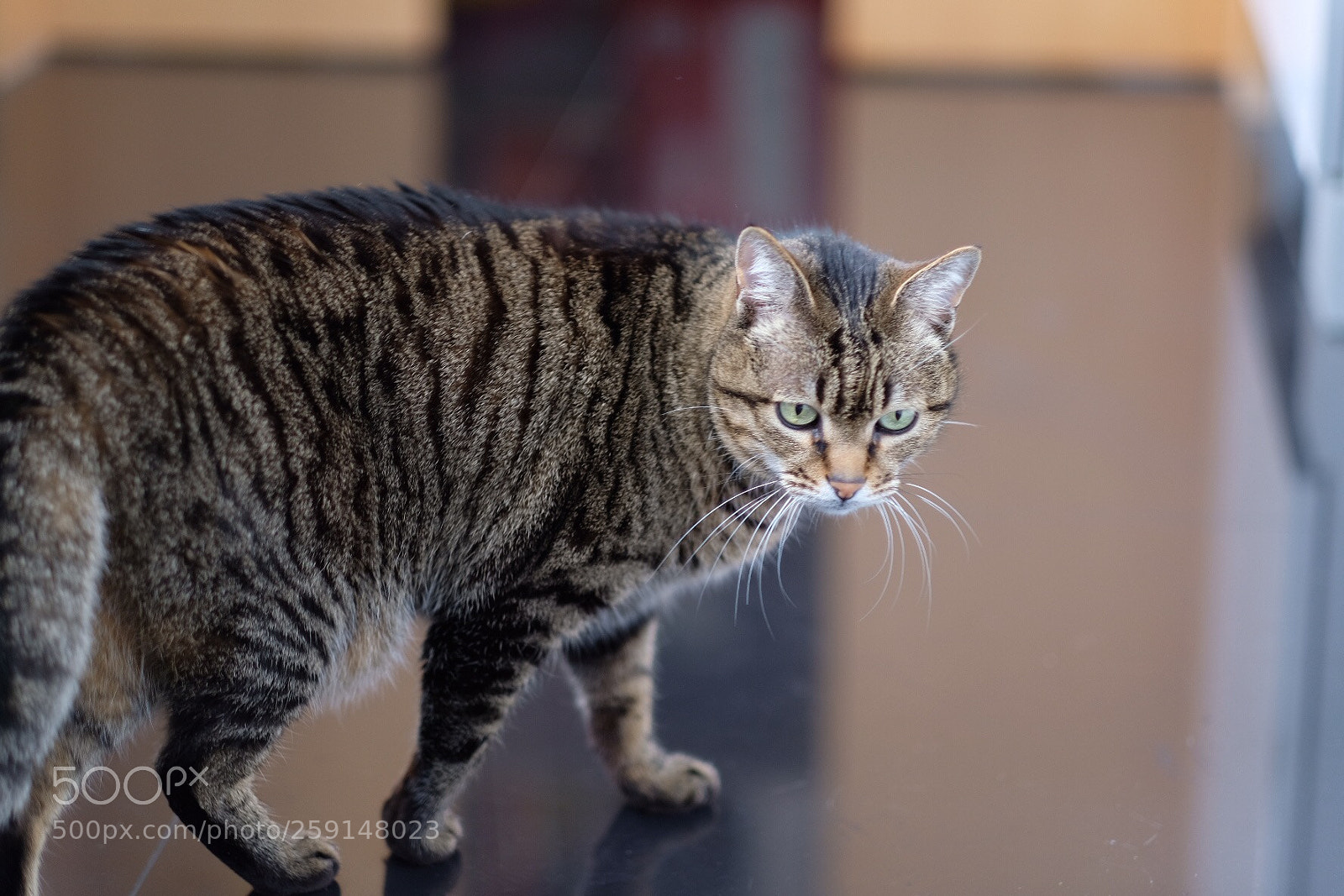Fujifilm X-T20 sample photo. Bzu photography