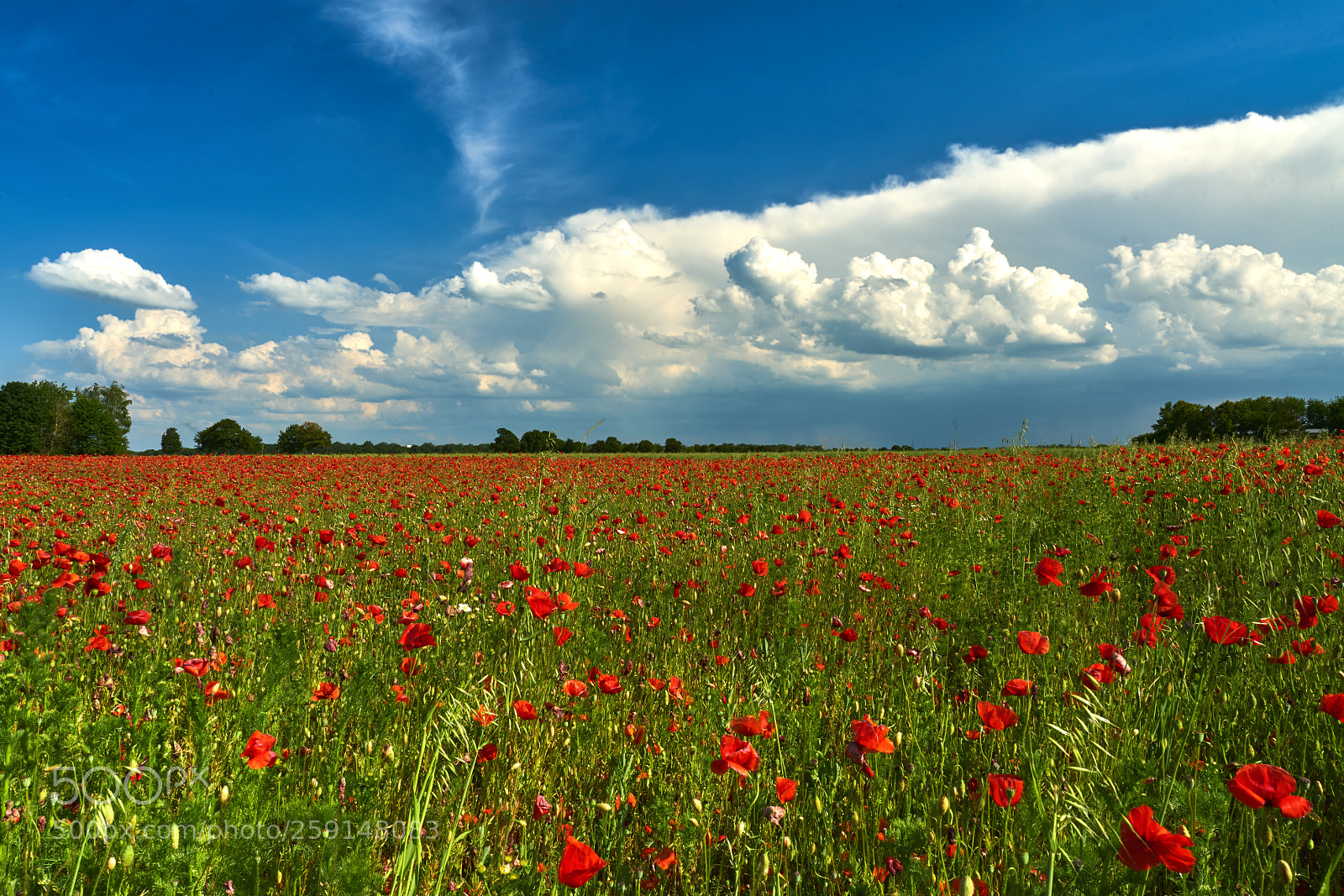 Sony a7R II sample photo. Poppy field photography
