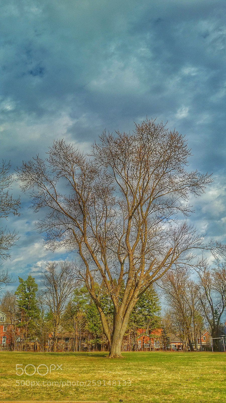 Samsung Galaxy S5 sample photo. Stately old tree photography