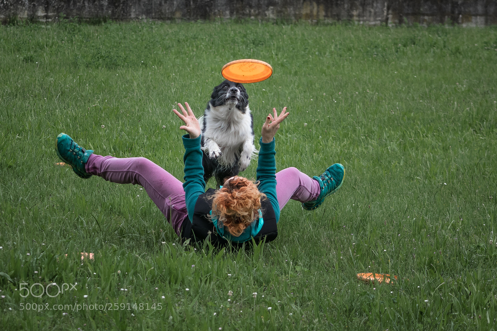 Nikon D5300 sample photo. Playing dog photography