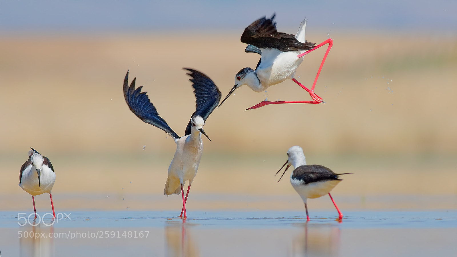 Canon EOS 7D Mark II sample photo. Uzunbacak himantopus himantopus black-winged photography