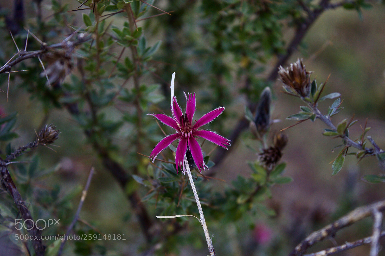 Canon EOS 1100D (EOS Rebel T3 / EOS Kiss X50) sample photo. Flores de altura  photography