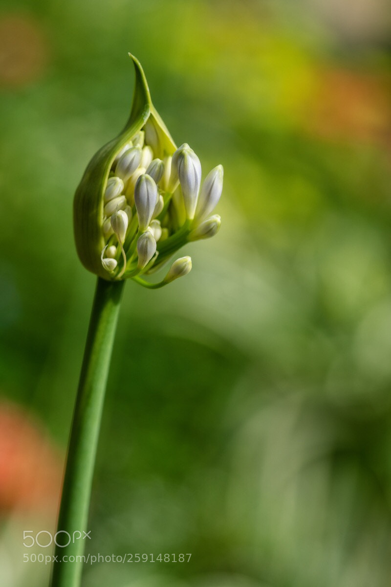 Sony a6500 sample photo. Set to bloom photography