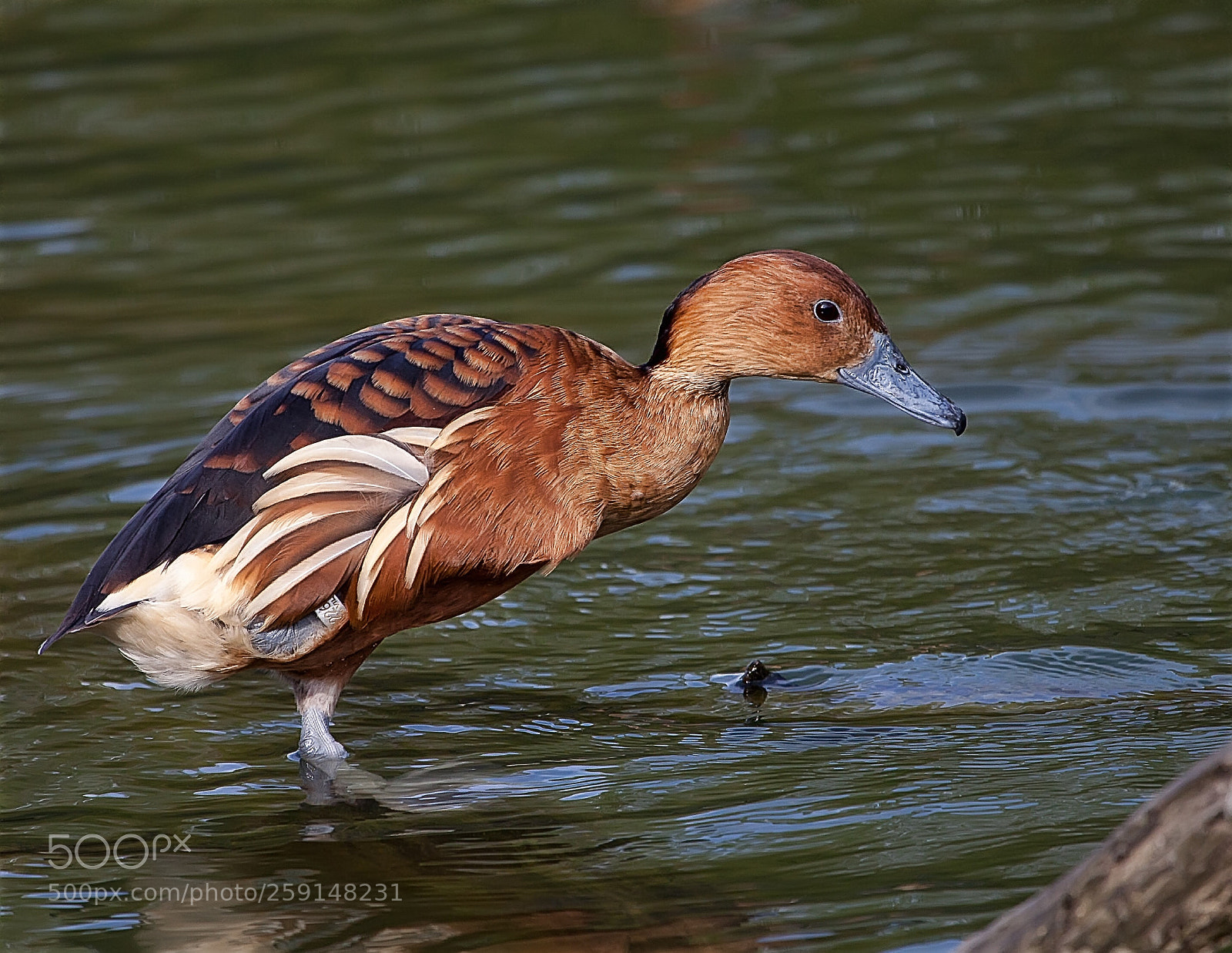 Canon EOS 5D Mark II sample photo. Le petit canard  photography