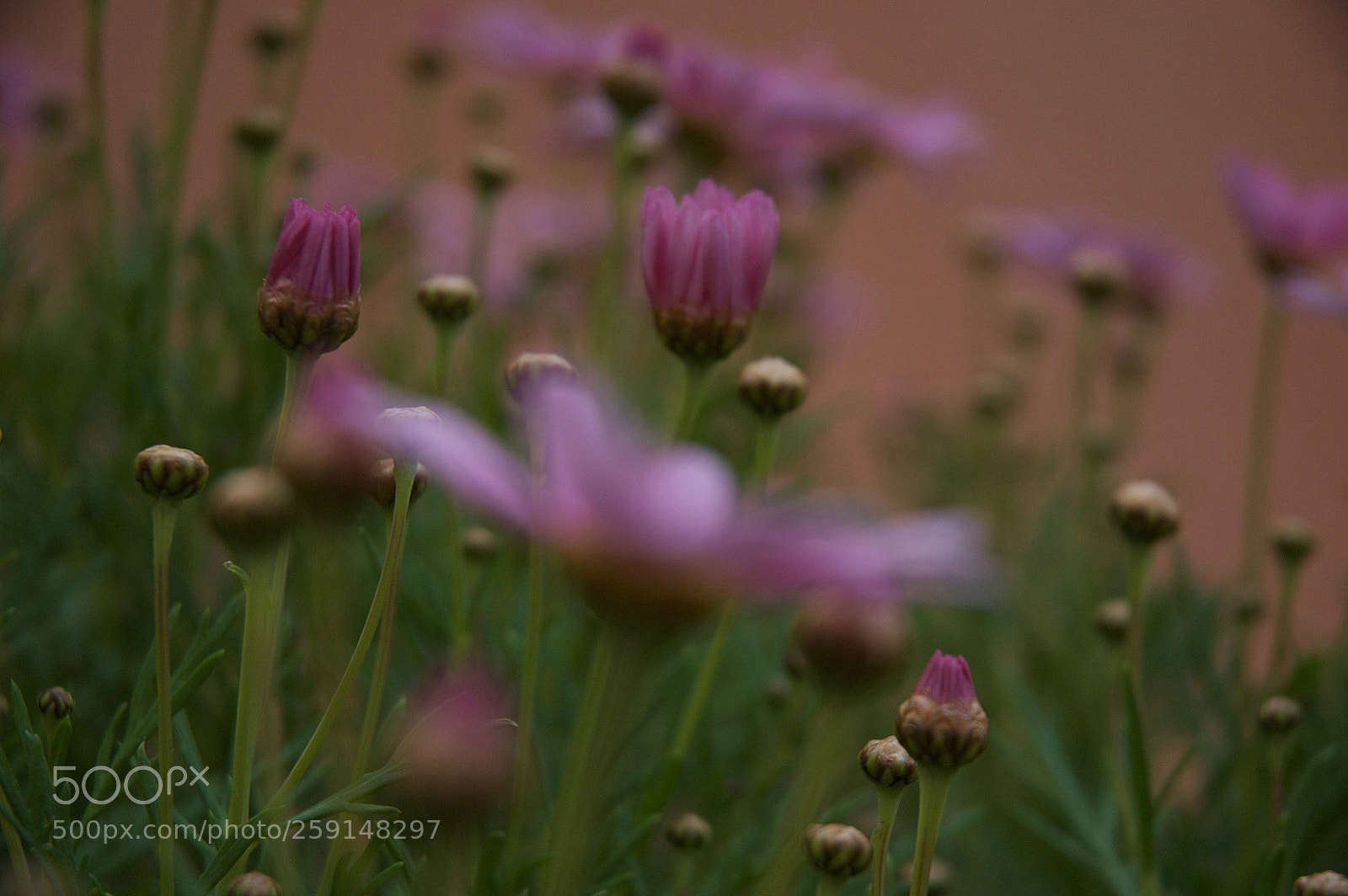 Nikon D70s sample photo. Flowers in the garden photography