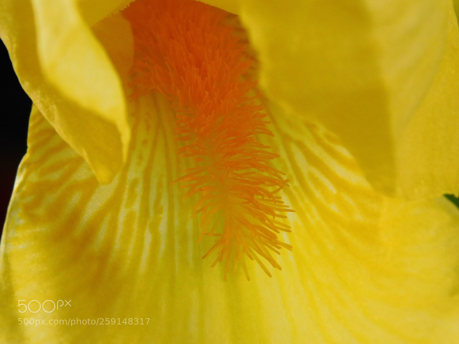 Nikon Coolpix B500 sample photo. Yellow iris photography