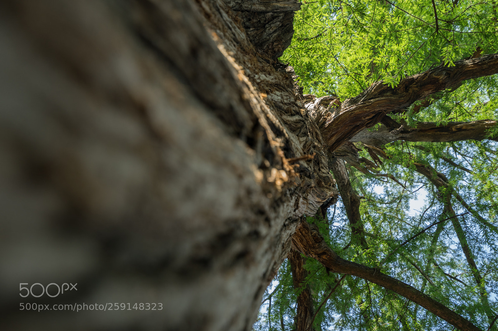 Sony a7 II sample photo. Tree at chapultepec photography