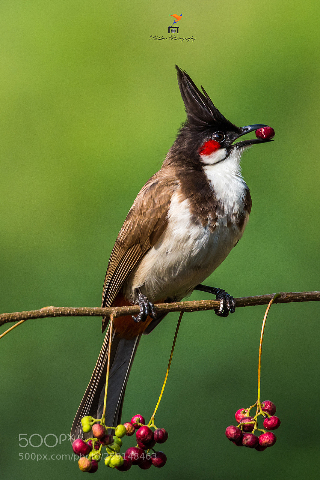 Nikon D810 sample photo. Red-whiskered bulbul photography