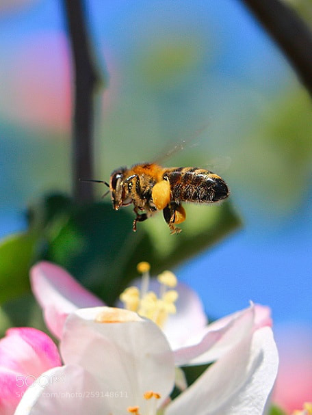 Canon EOS 750D (EOS Rebel T6i / EOS Kiss X8i) sample photo. 2018-05-16-16-25-34.jpg photography