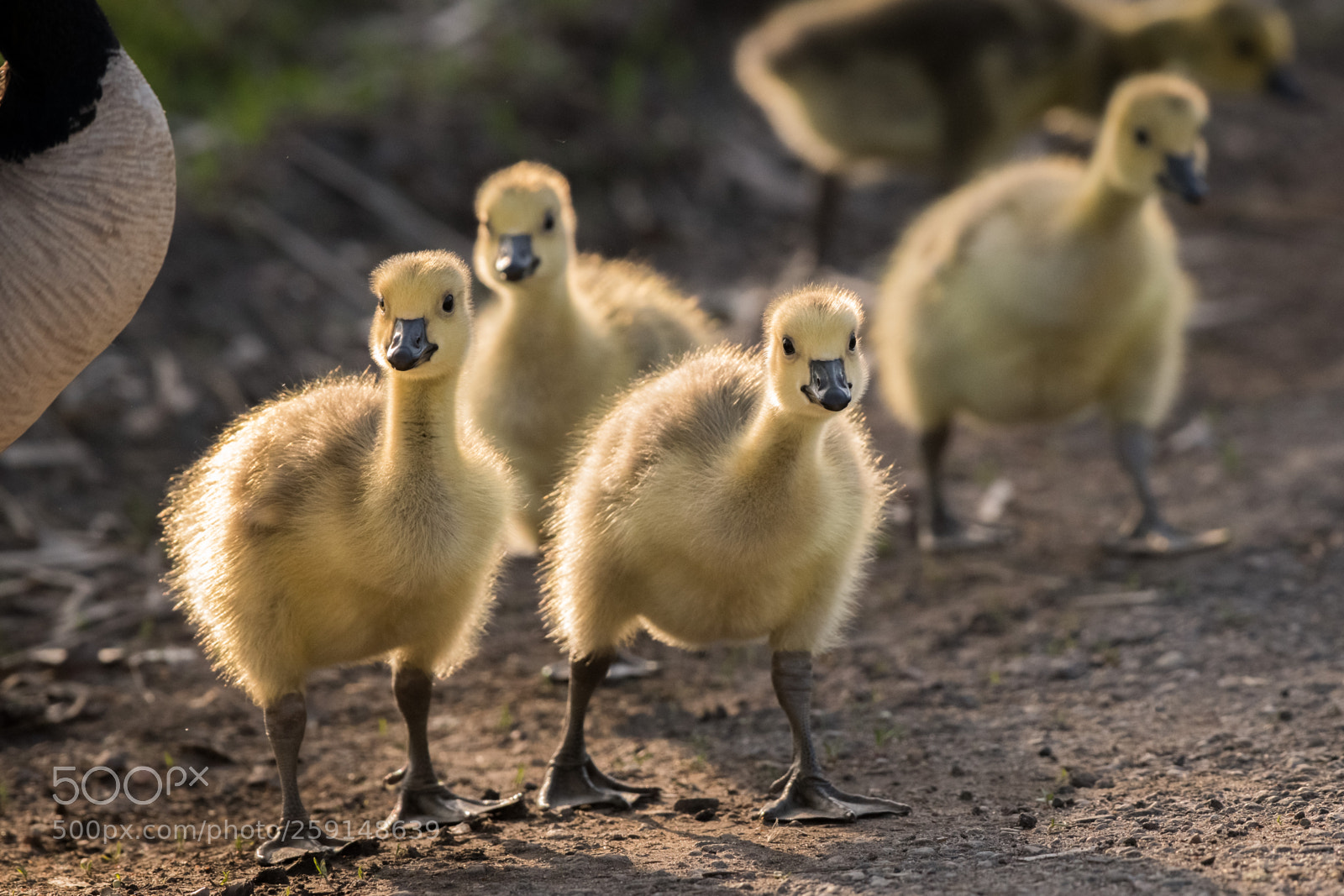 Nikon D500 sample photo. Canada geese goslings photography