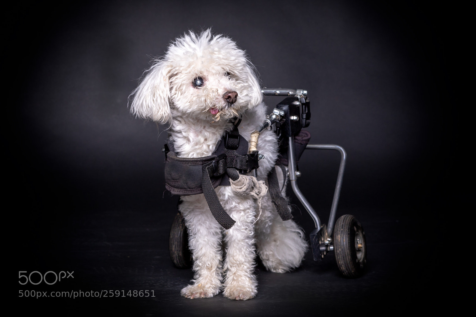 Canon EOS 6D Mark II sample photo. Handicapped old white dog photography