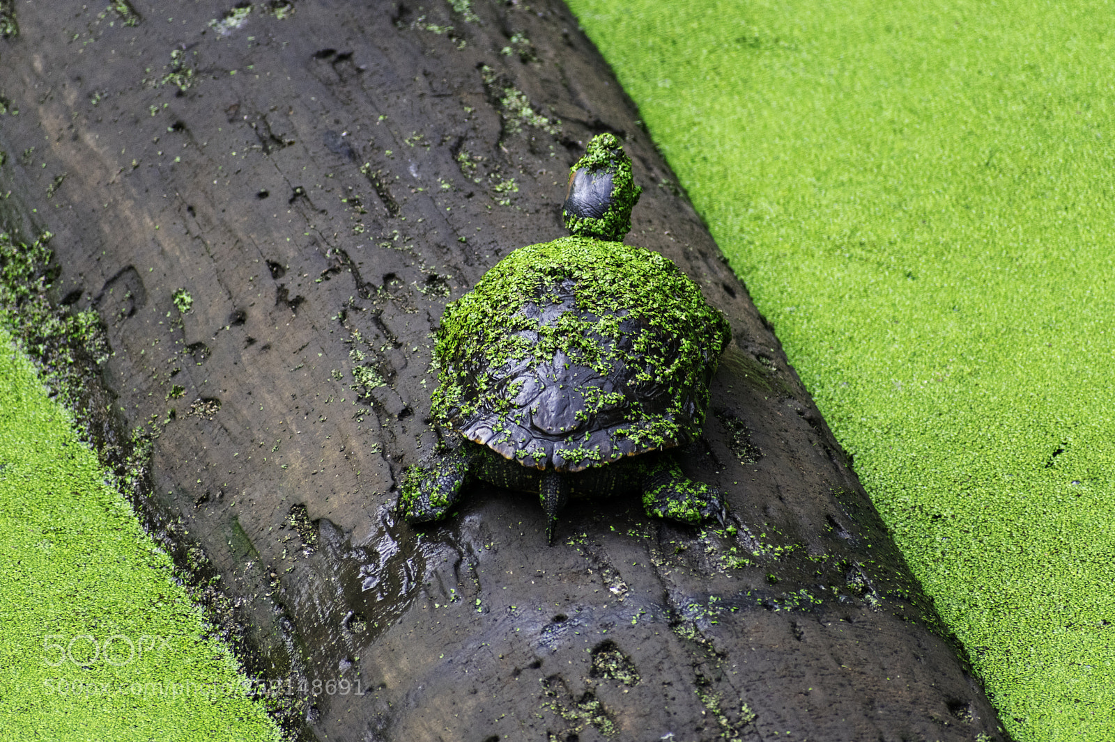Nikon D3400 sample photo. Turtle resting photography