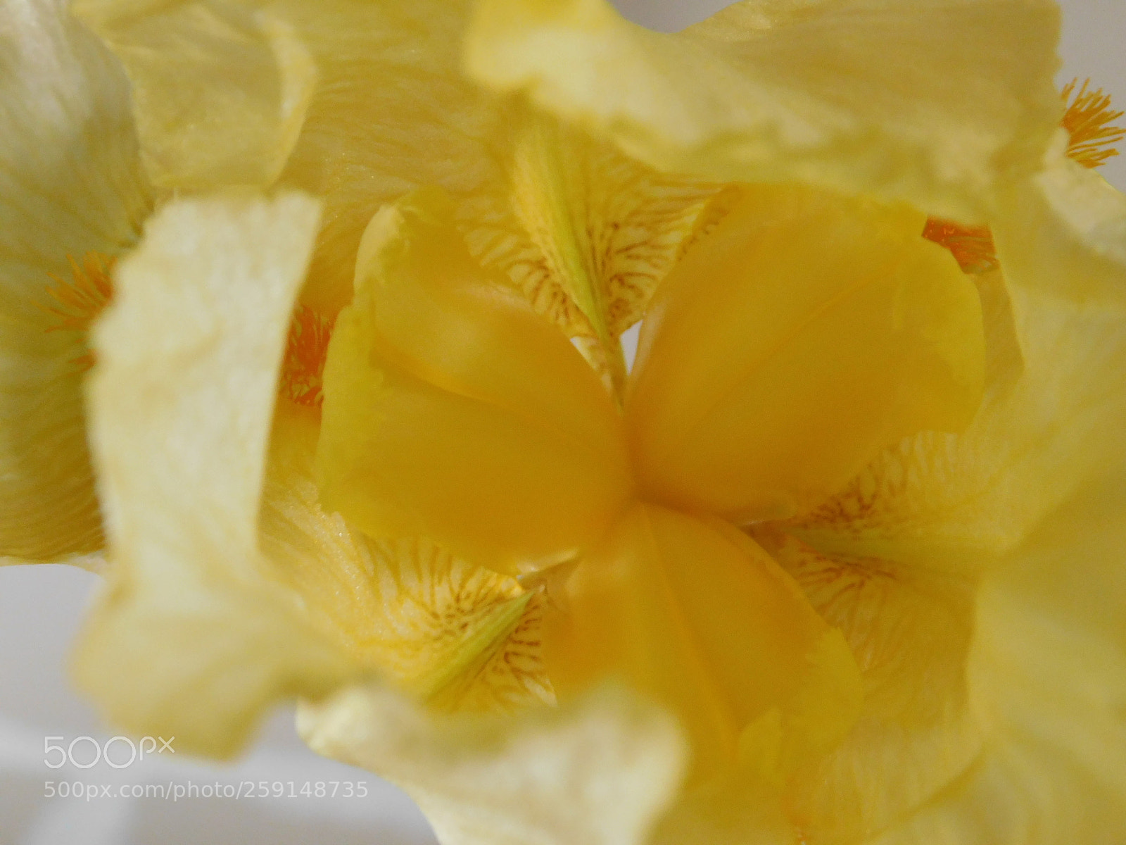 Nikon Coolpix B500 sample photo. Yellow iris center photography