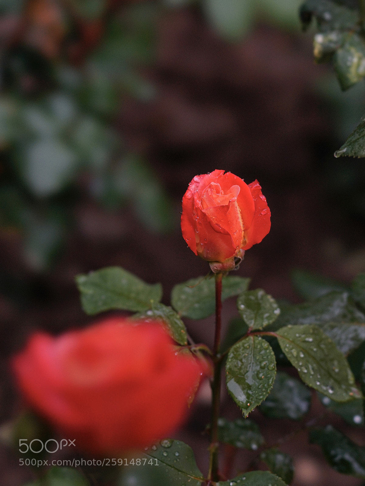 Sony a7 II sample photo. 花开次第 photography