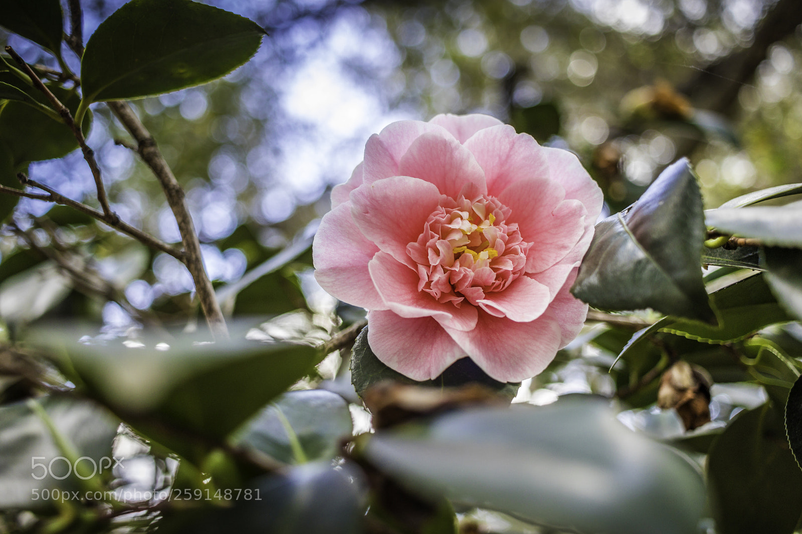 Canon EOS 80D sample photo. 2018-03-25 descanso gardens in photography